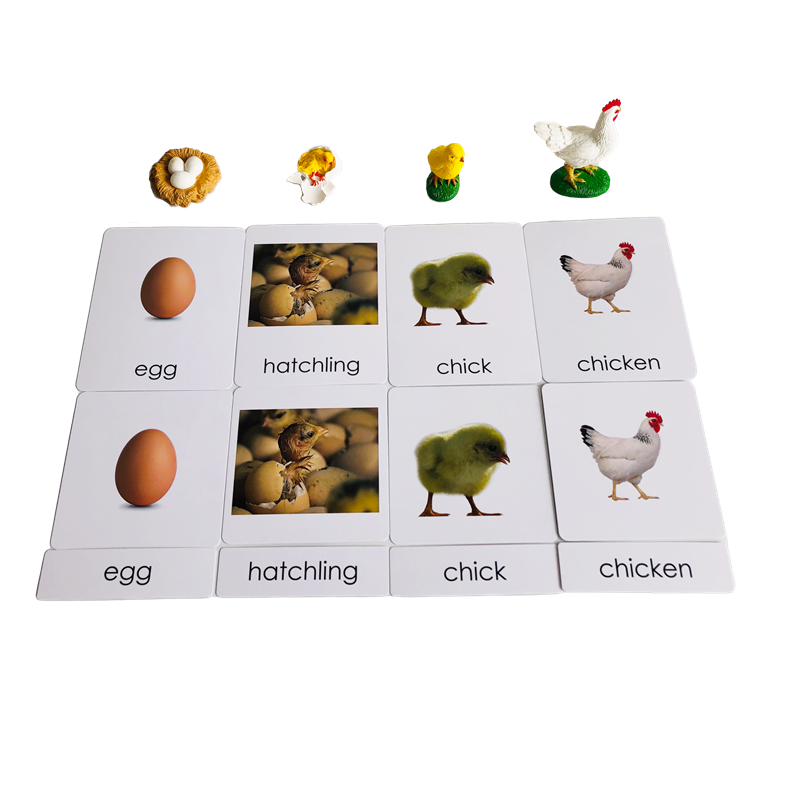 Cartões e modelos de animais d - Kids Toys Cycle avaliação e preço